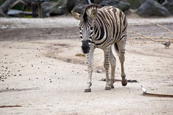 Zebra sta camminando — Foto Stock