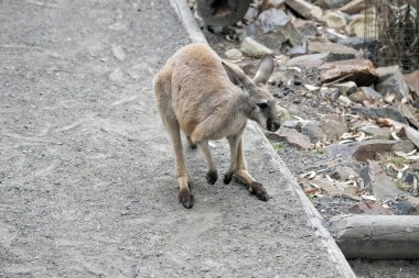 Genç kırmızı kanguru