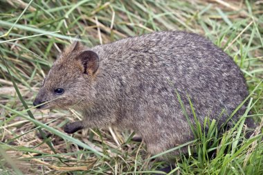bir quokka yakın çekim