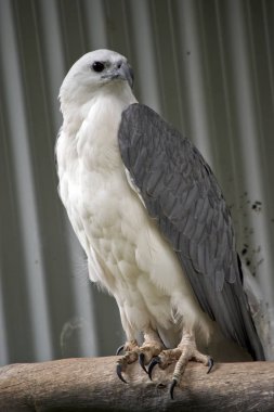 Kafesteki bir deniz kartalı