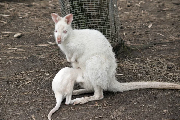 白化袋鼠 — 图库照片