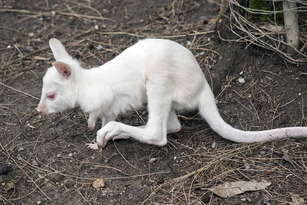 Albino joey wallaby — Stock Photo, Image