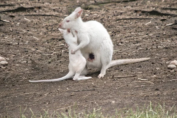 Albino joey wallaby en Mama — Stockfoto