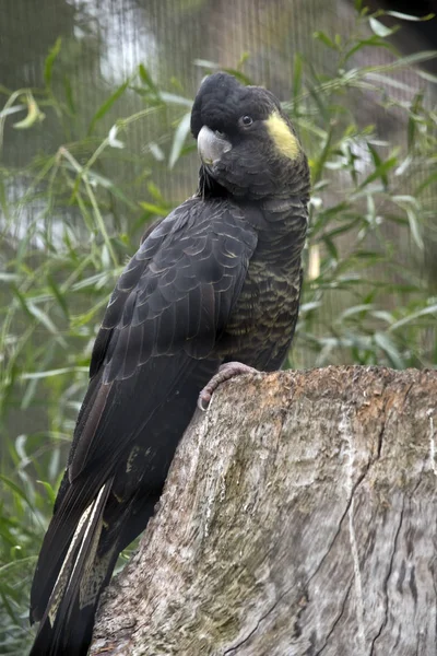 Cacatúa negra de cola amarilla — Foto de Stock