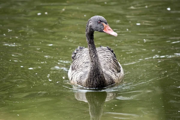 Τα Cygnet ένας νεαρός κύκνος — Φωτογραφία Αρχείου