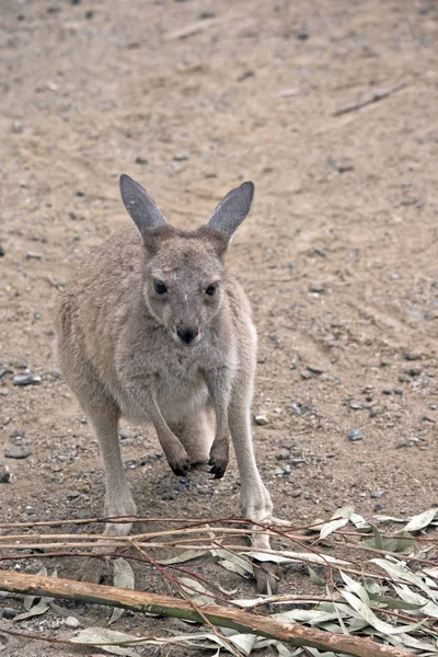 Kangur olbrzymi — Zdjęcie stockowe