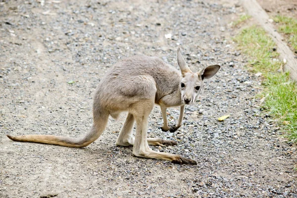 Jeune kangourou rouge — Photo
