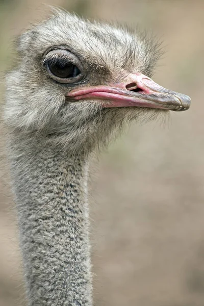 Sluiten van een struisvogel — Stockfoto