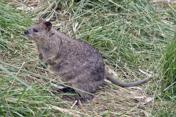 Quokka bettelt — Stockfoto