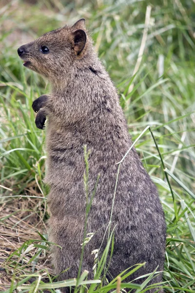 Quokka está mendigando — Foto de Stock