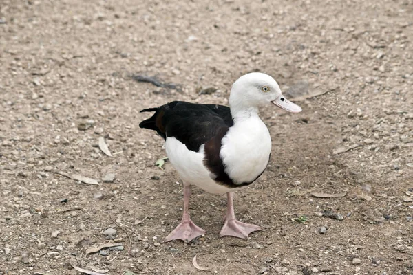 Radjah-Entenwatscheln — Stockfoto