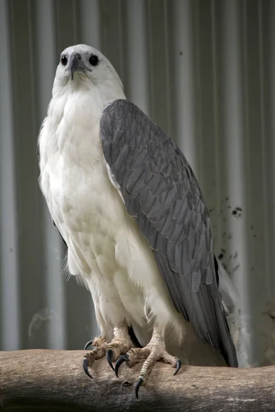 Sea eagle is perched — Stock Photo, Image