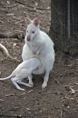 Albino kanguru joey ile