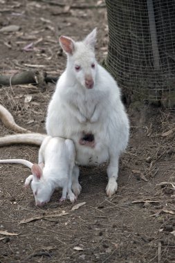 Albino kanguru joey ile