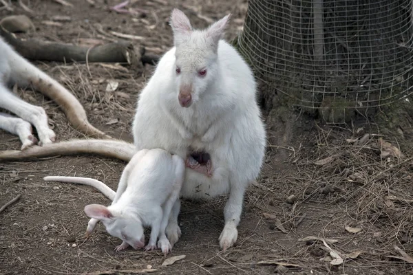 Walabia Albino z joey — Zdjęcie stockowe