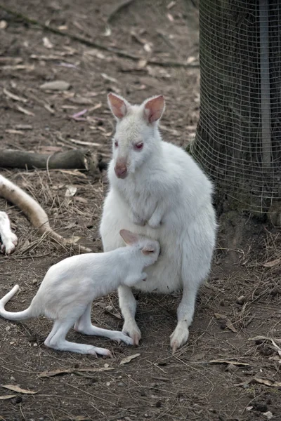 Albino wallaby with joey — Stock Photo, Image