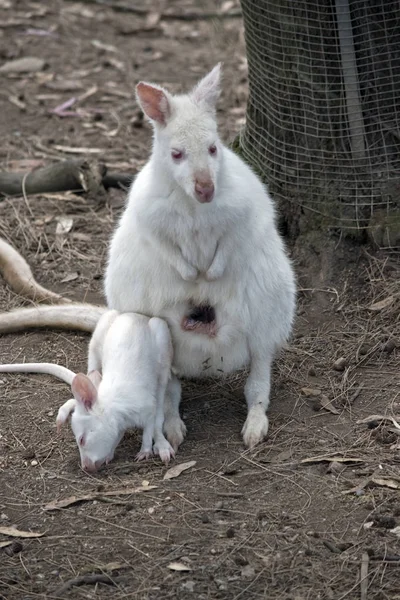 Albino wallaby com joey — Fotografia de Stock