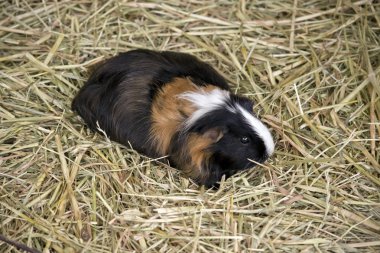 hamster yakın çekim