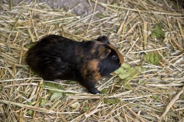 hamster yakın çekim