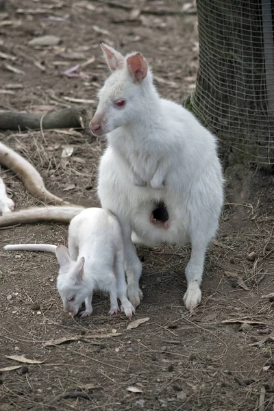 Albino wallaby con joey —  Fotos de Stock