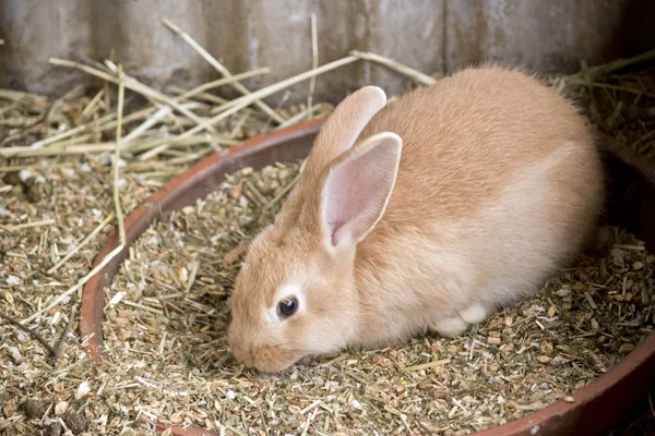 Bunny de cerca — Foto de Stock