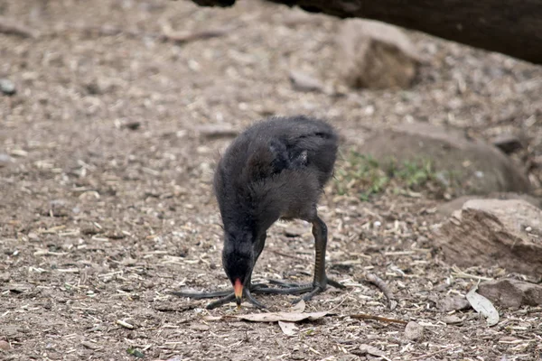 Dusky moorhen chick — Stock Photo, Image