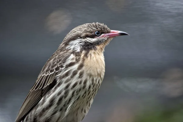 Juvenile figbird close up — Stock Photo, Image