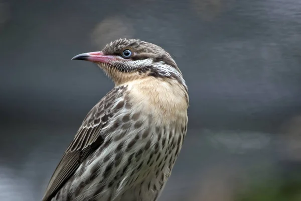 Juvenilní figbird zblízka — Stock fotografie