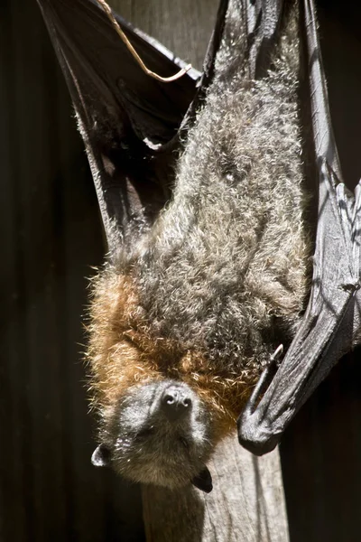 一只水果蝙蝠 — 图库照片