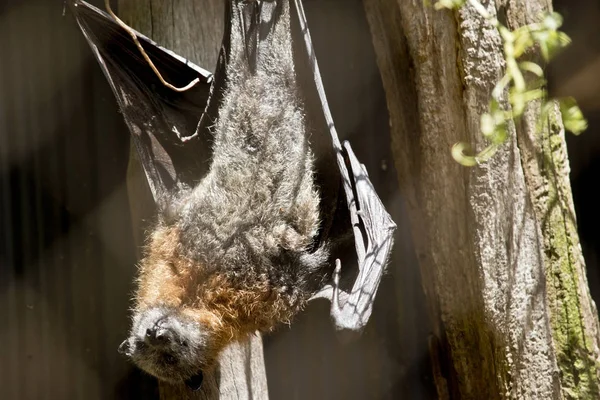 A fruit bat — Stock Photo, Image