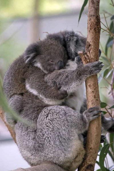 Koala mit Joey — Stockfoto