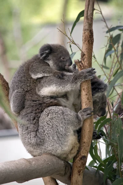 Koala mit Joey — Stockfoto