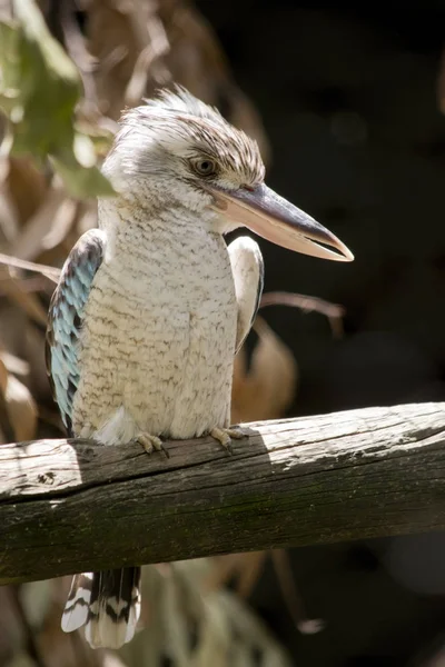 Kookaburra alato blu — Foto Stock