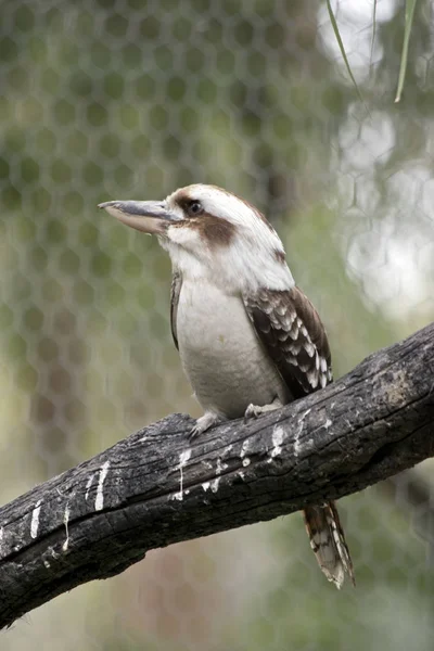 Um kookaburra rindo — Fotografia de Stock