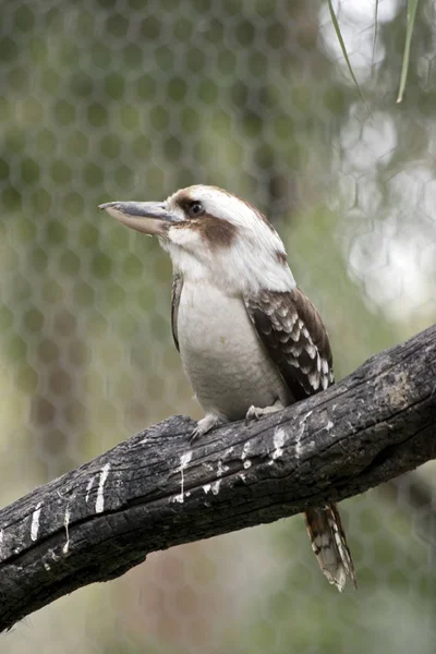 Roześmiany kookaburra — Zdjęcie stockowe