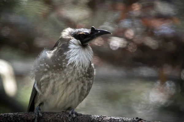 Bullriga friar fågel — Stockfoto