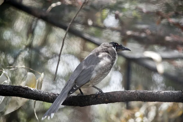 Lauter Mönchsvogel — Stockfoto