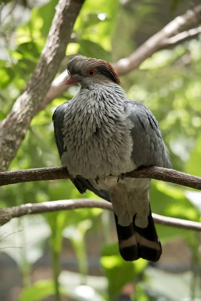 최고 매듭 비둘기 — 스톡 사진