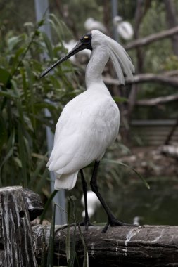 Kara gagalı kaşıkçı kuşu