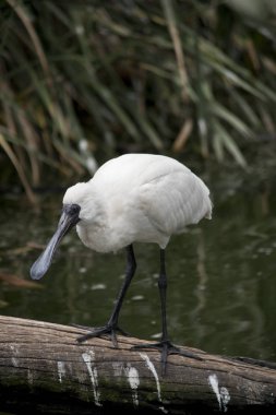 Beyaz gagalı kaşıkçı