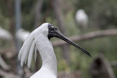 Kara gagalı kaşıkçı yakın çekim