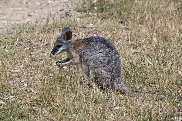 Vista lateral wallaby — Fotografia de Stock