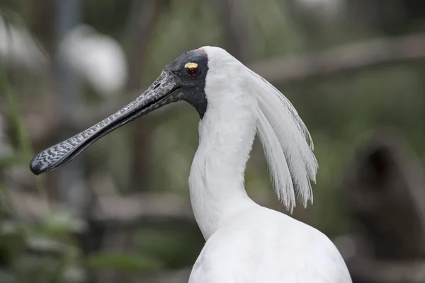 Royal skedstork närbild — Stockfoto