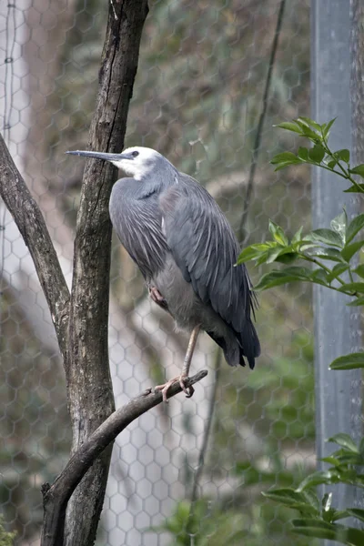 Witte geconfronteerd heron — Stockfoto