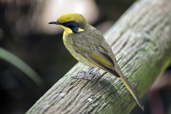 Gelber Büschel-Honeyeater — Stockfoto