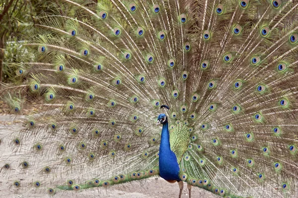 Peacock close-up — Stockfoto