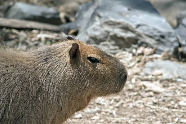 Kapybara närbild — Stockfoto