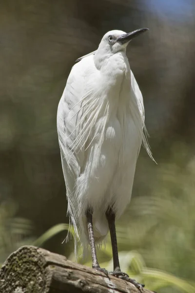 Kleine zilverreiger close-up — Stockfoto