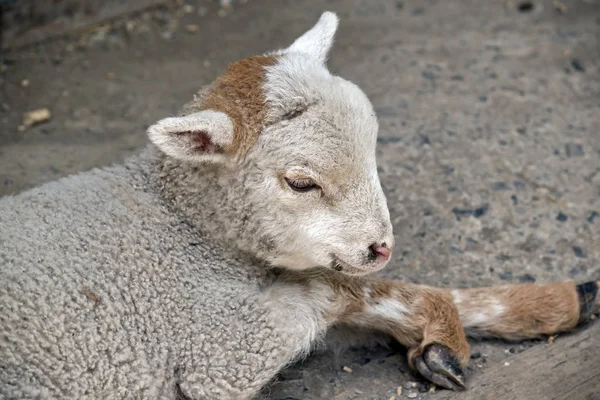 Fiatal bárány közelről — Stock Fotó