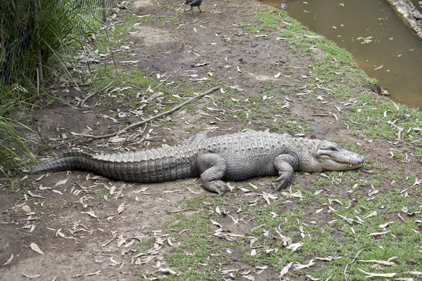 Alligator ruht — Stockfoto